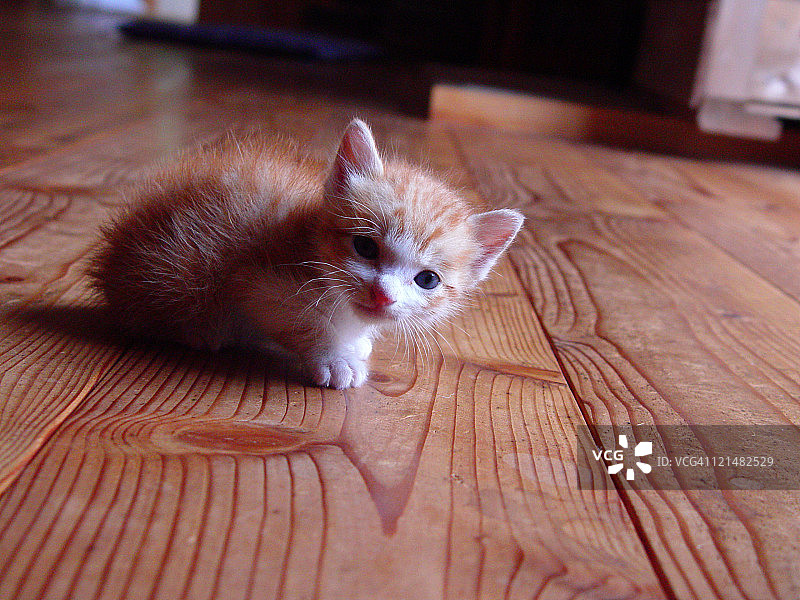 小猫宝宝图片素材