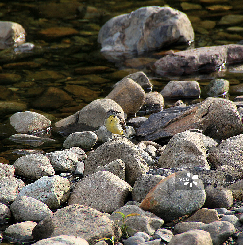 灰色的鹡鸰图片素材