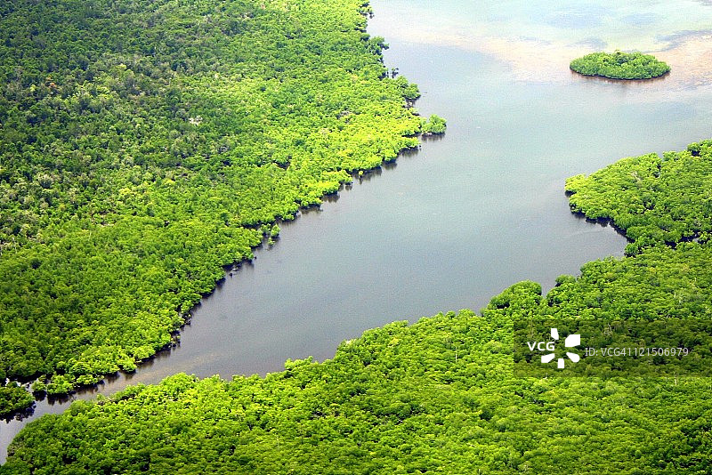 红树林图片素材