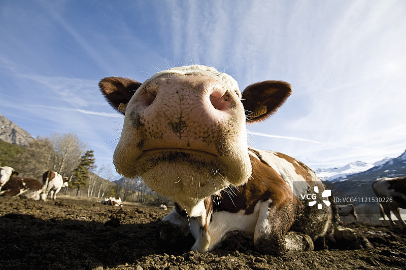 牛鼻子特写图片素材