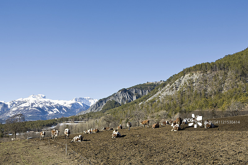 田野里的牛群，背景是雪山图片素材