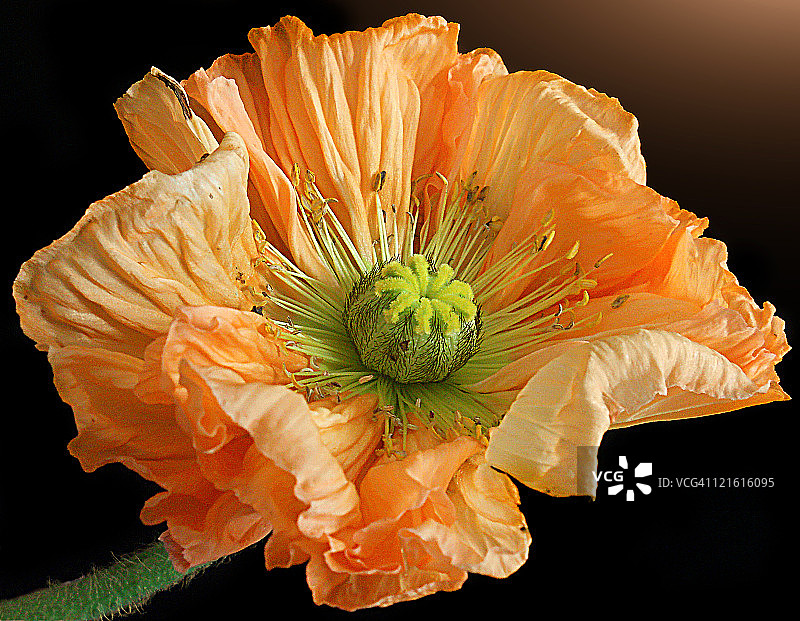 罂粟花盛开图片素材