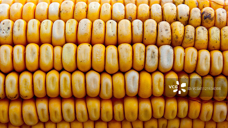 新鲜玉米棒图片素材