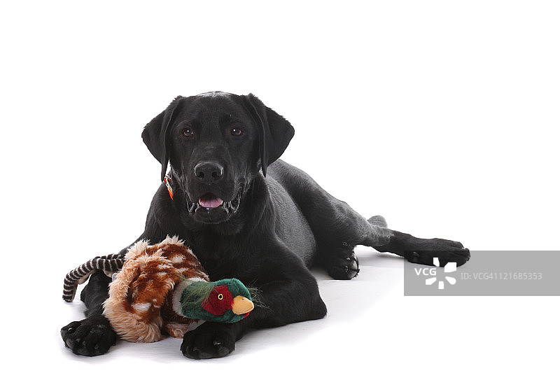 黑色拉布拉多与野鸡图片素材