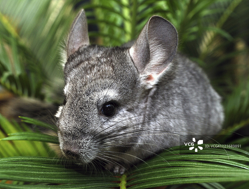 钦奇利亚图片素材
