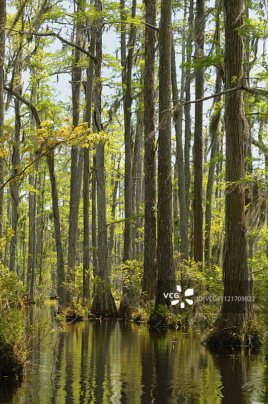 柏树沼泽图片素材