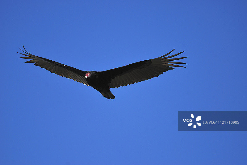 土耳其秃鹰图片素材