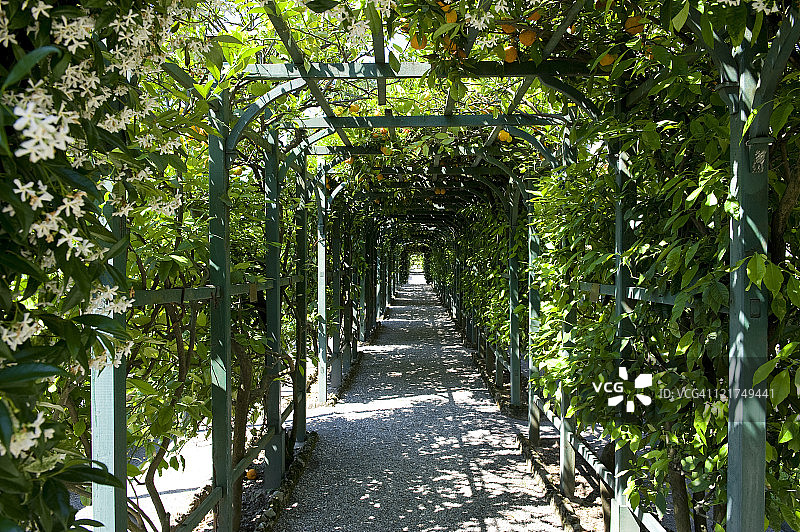 意大利科莫湖卡洛塔别墅葡萄架上的橘子树图片素材