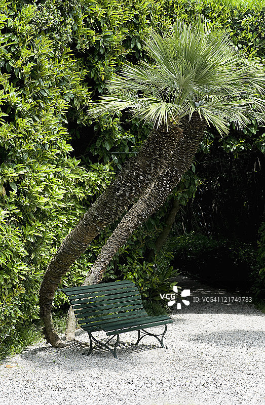 花园长椅上的弯曲棕榈树（矮棕）图片素材