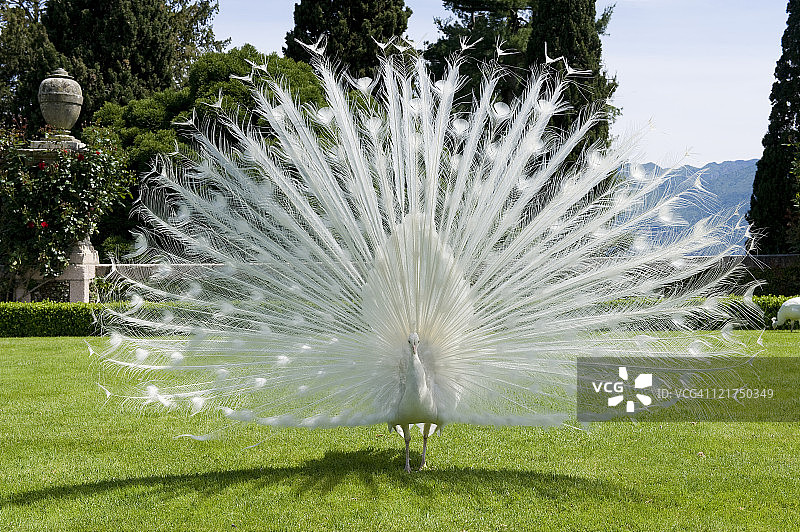 白孔雀在地中海花园中图片素材