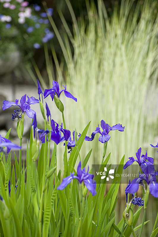 五月水边的鸢尾花图片素材