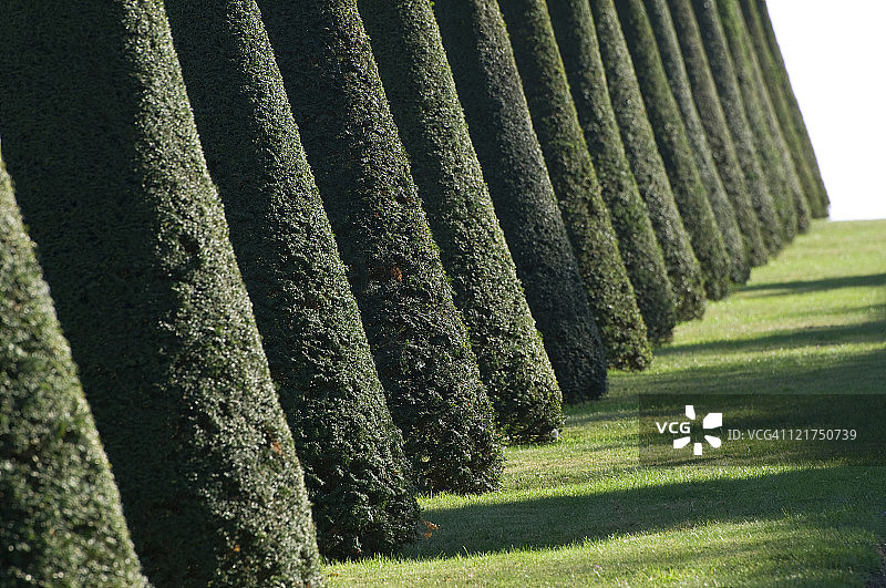 法国草地花园小路上的锥形紫杉树图片素材
