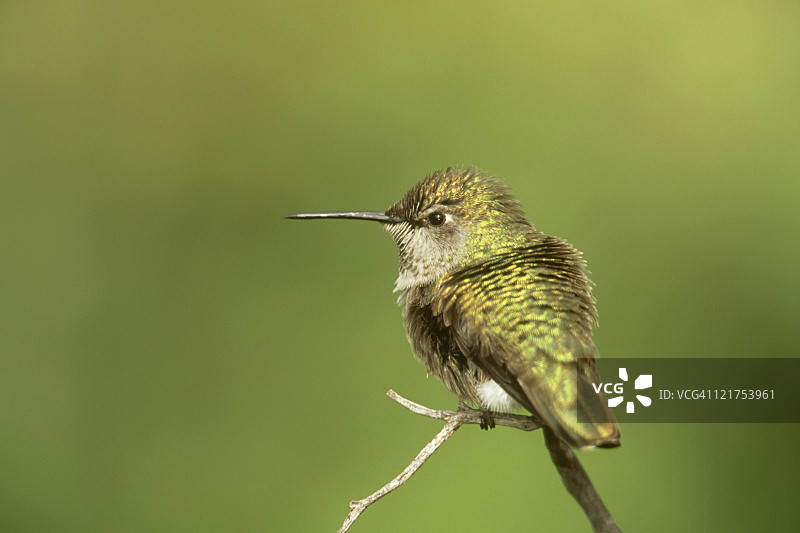 阔尾蜂鸟（雌性）图片素材