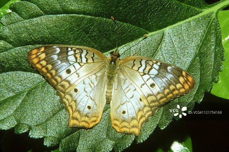 白孔雀蝴蝶图片素材