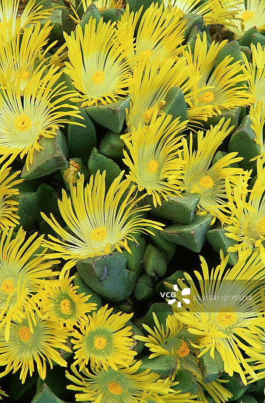 生石花，南非图片素材