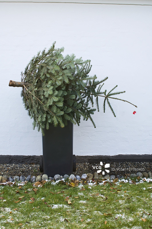 丢弃圣诞树图片素材