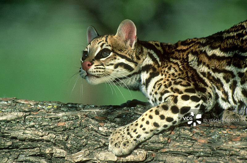 树上的美洲豹图片素材