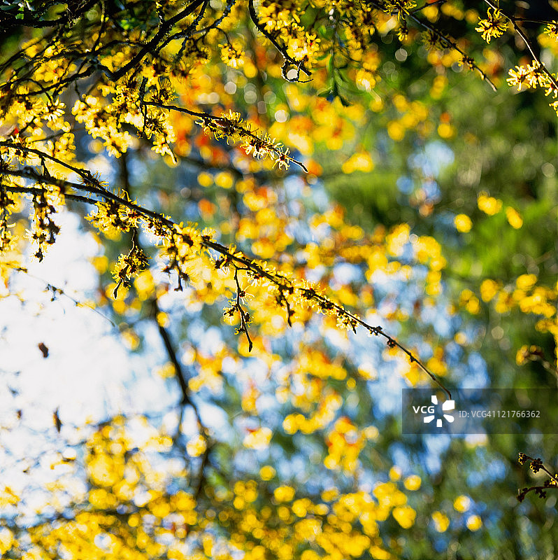 金缕梅特写图片素材