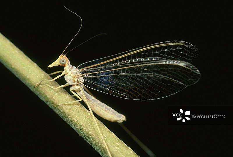 蚁蛉：巴林图片素材