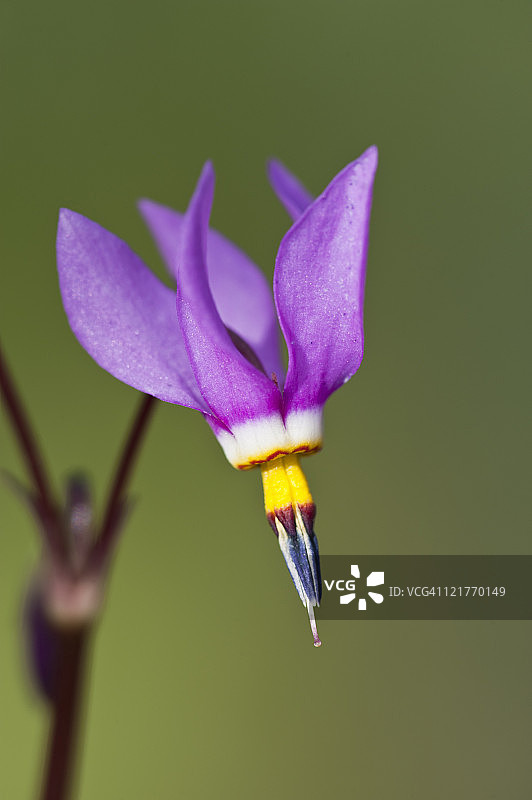 射击之星(Dodecatheon pulchellum)，生长在加拿大艾伯塔省贾斯珀国家公园的潮湿草地上图片素材