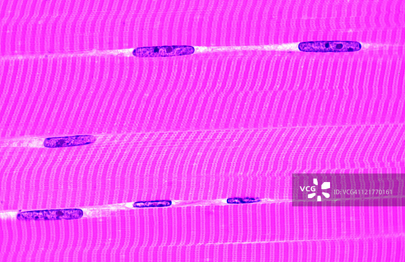 纵切面的骨骼肌纤维（或细胞），100倍放大图片素材