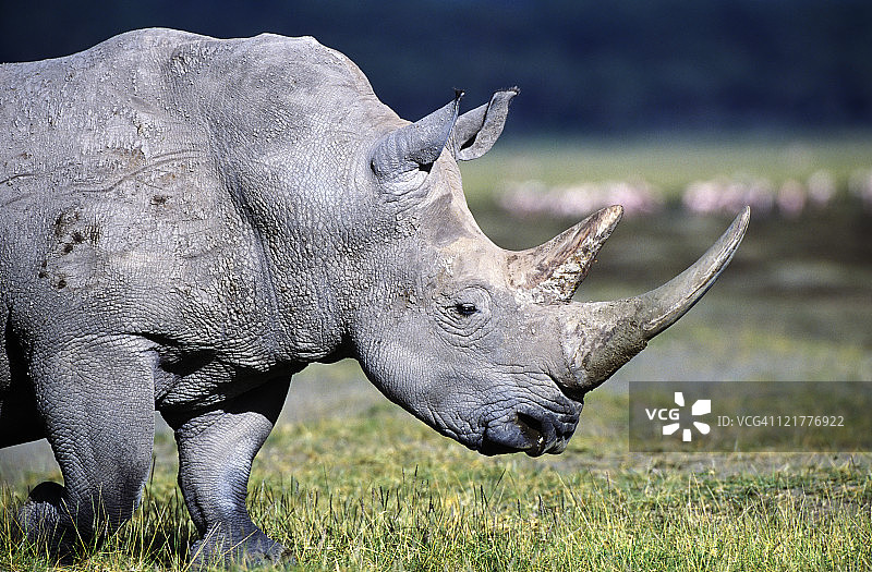 坦桑尼亚恩戈罗恩戈罗火山口的黑犀牛图片素材