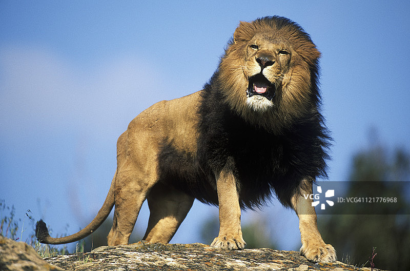 非洲雄狮（Panthera leo）吼叫，肯尼亚马赛马拉国家公园（动物模型）图片素材