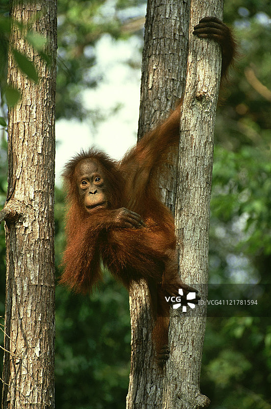 猩猩：加里曼丹岛树上的幼年人猿，印度尼西亚图片素材