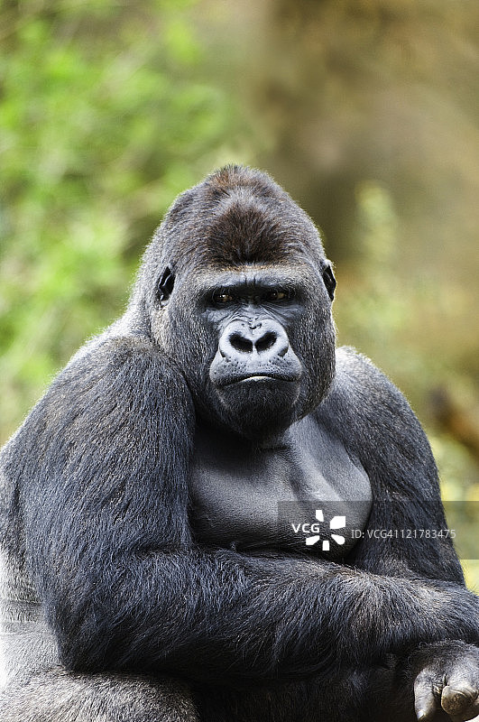 西部低地大猩猩，圈养在荷兰阿彭赫尔动物园图片素材