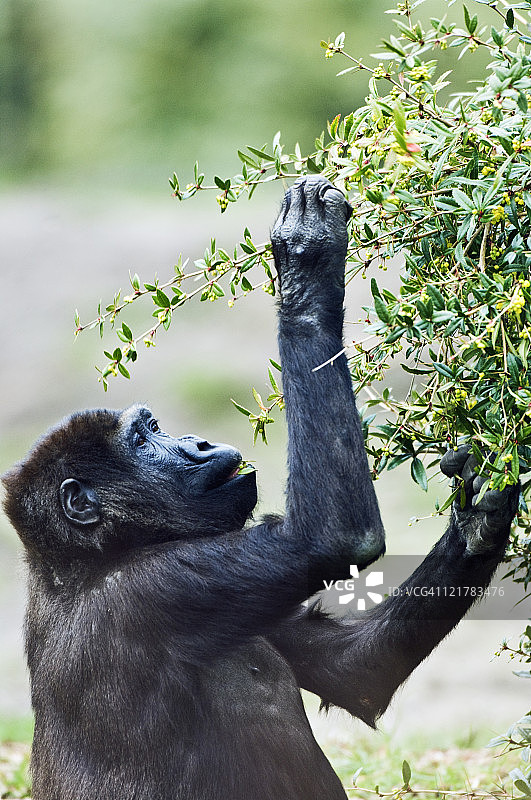 西部低地大猩猩图片素材