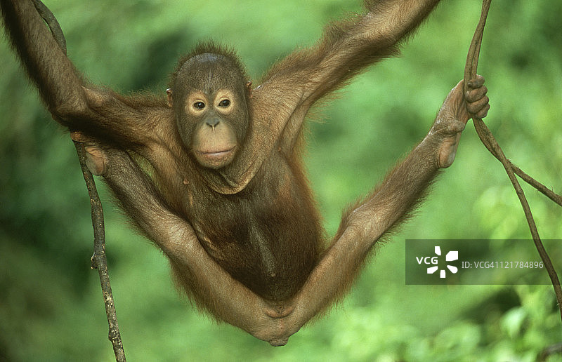 猩猩：婆罗洲树上摇摆的幼年猩猩图片素材