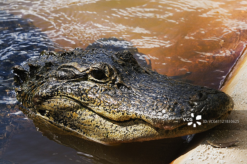 佛罗里达州短吻鳄，大柏塞米诺尔保护区图片素材