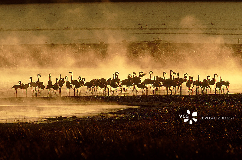 黎明时分肯尼亚博戈里亚湖的小火烈鸟图片素材