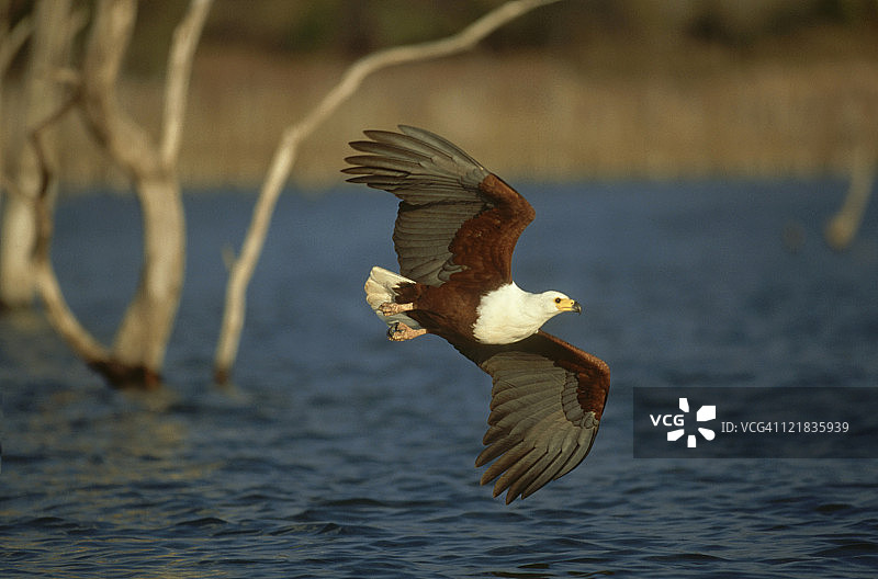 非洲海雕飞行，津巴布韦卡里巴湖图片素材