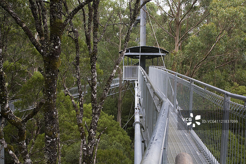 澳大利亚维多利亚州奥特威国家公园树顶栈道图片素材