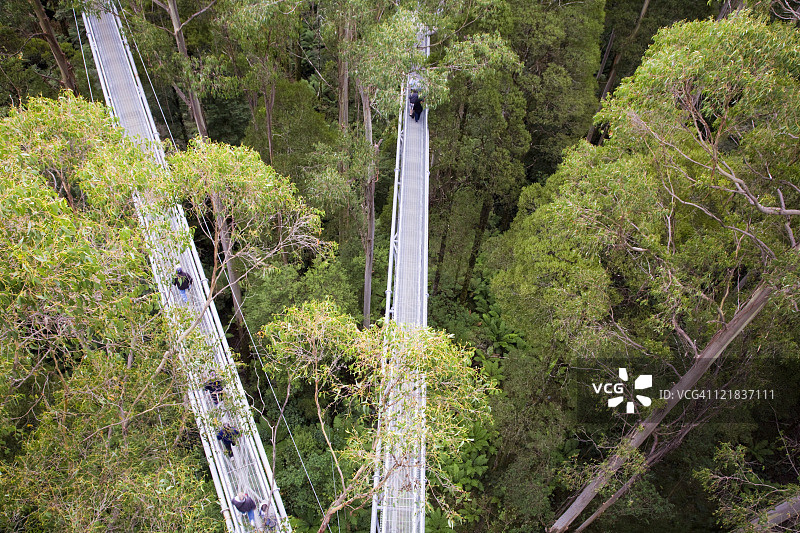 澳大利亚维多利亚州奥特威国家公园树顶漫步图片素材