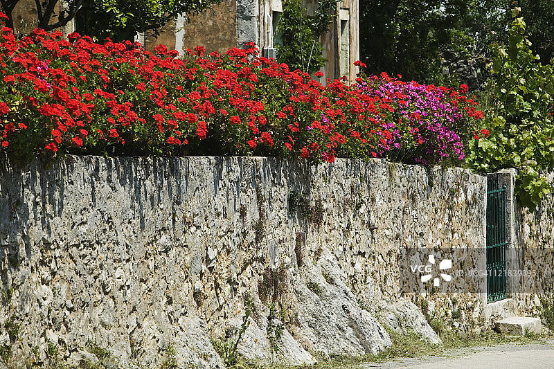 凯法利尼亚岛马措卡塔别墅鲜花墙图片素材