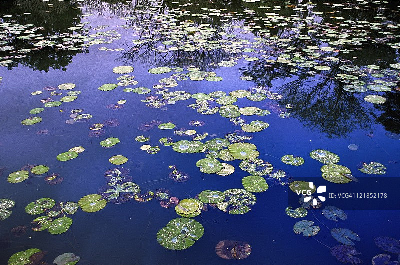 越南的睡莲池倒影图片素材