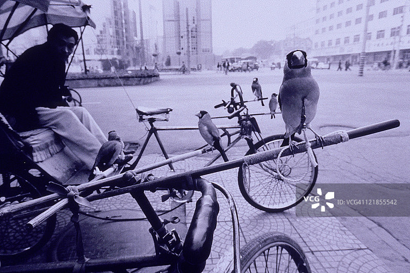 北京，骑三轮车与鸟的男子图片素材