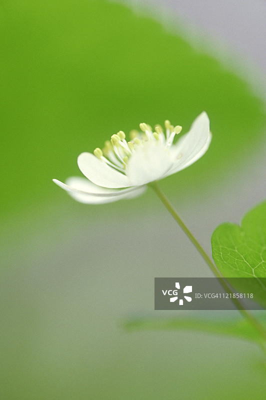 白头翁：小叶白头翁花朵，大雾山国家公园图片素材