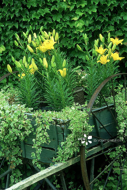 货车和萱草花，洛杉矶植物园图片素材