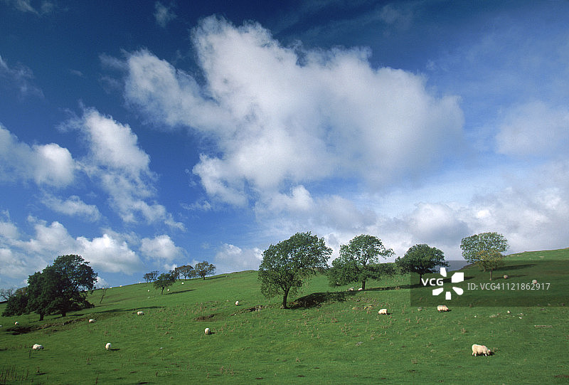 哈德良长城附近的绵羊，英国图片素材