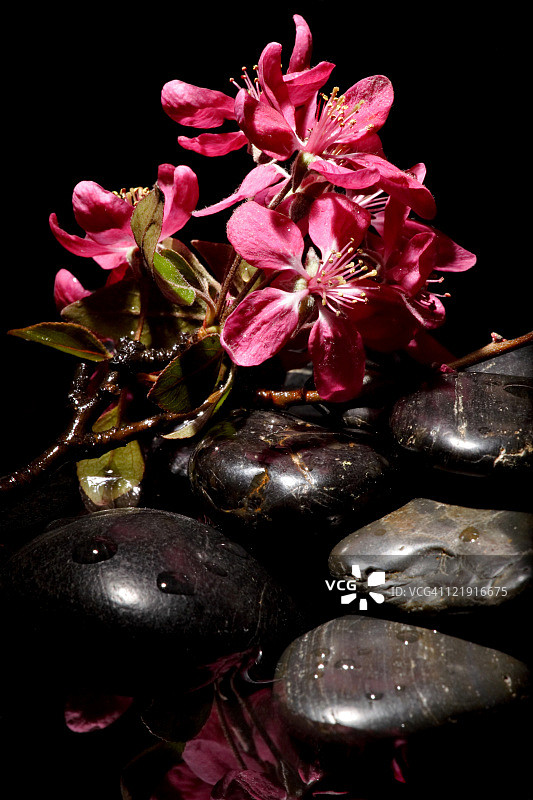 花的背景图片素材