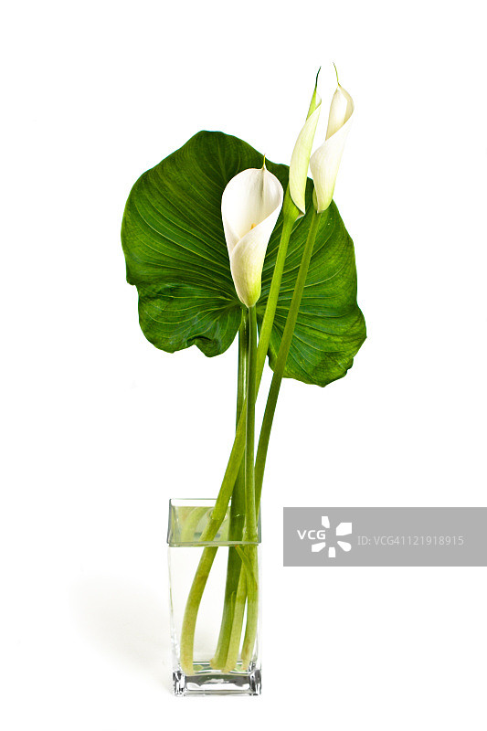 马蹄莲系列图片素材