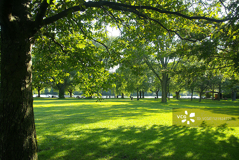公园：美丽草坪和树木，加拿大多伦多中央岛图片素材