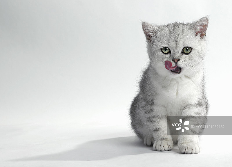 小猫舔嘴唇图片素材