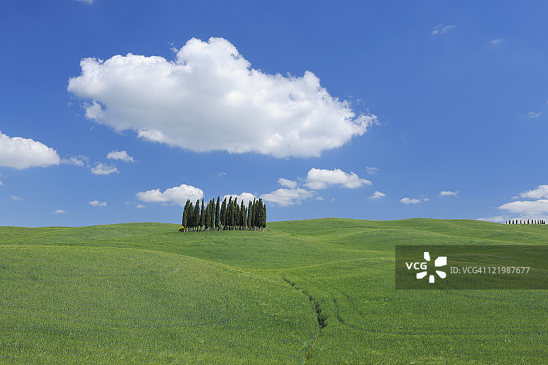 野外的柏科小树林。图片素材