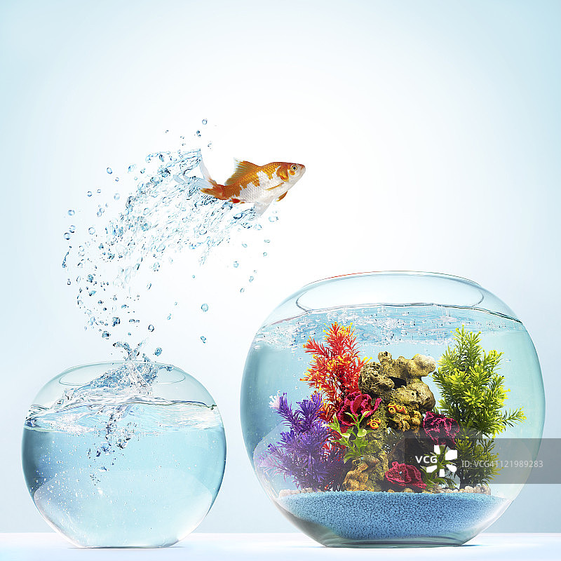 跃起的金鱼图片素材