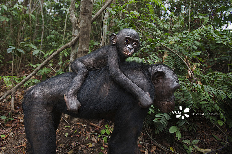 背着宝宝的倭黑猩猩妈妈图片素材