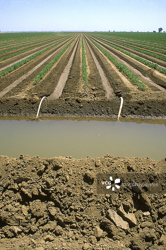番茄植株，科卢萨，加利福尼亚州图片素材